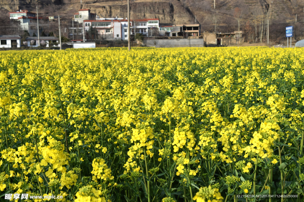 菜籽花 油菜花