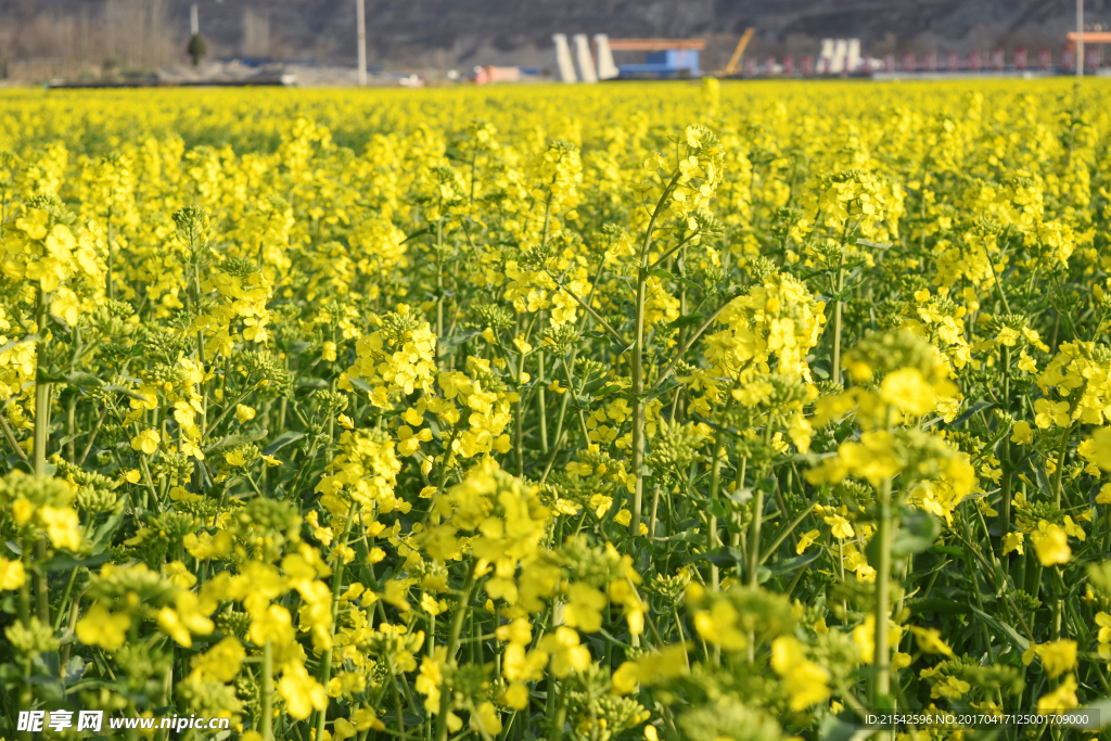 菜籽花 油菜花