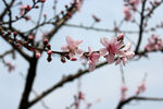 一枝桃花