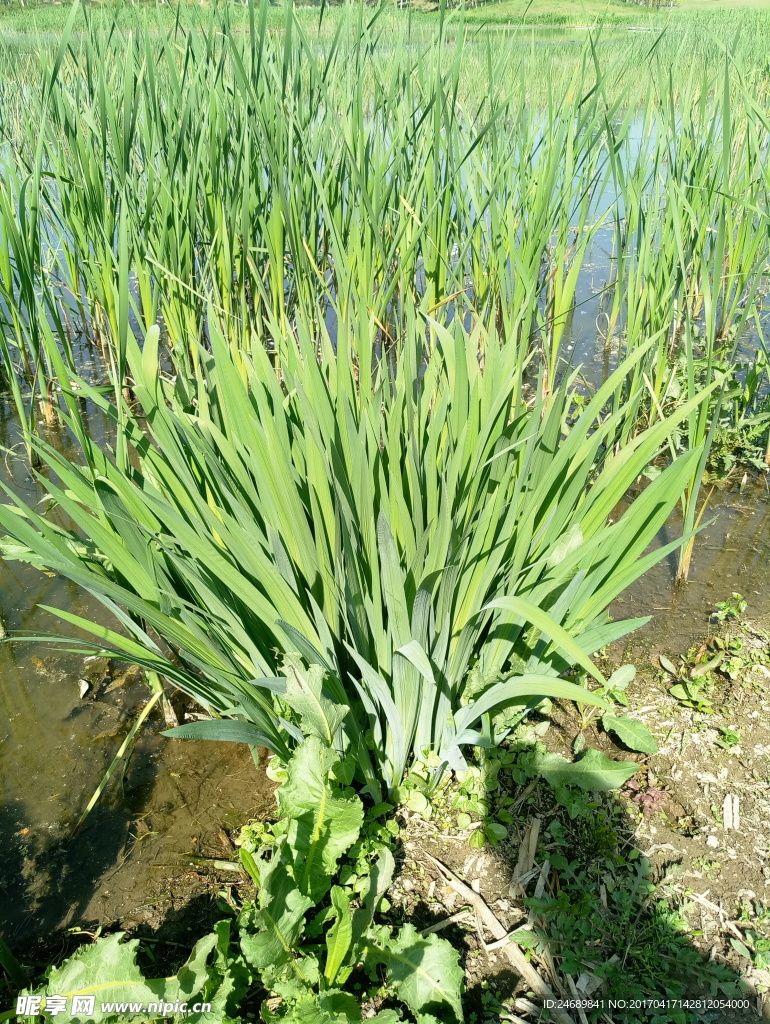 江边水草