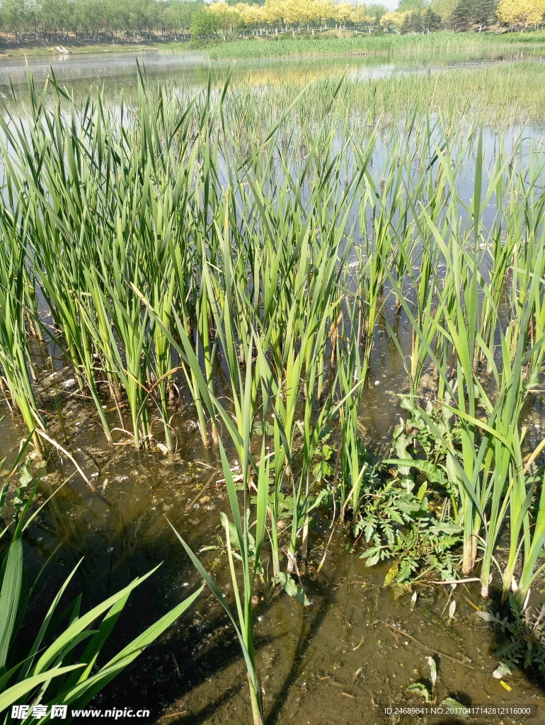 江边水草