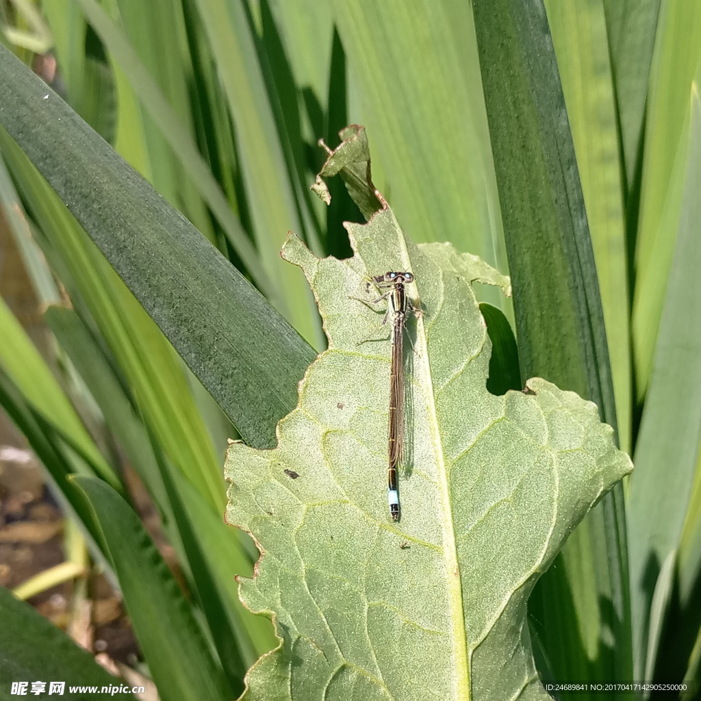 水草蜻蜓