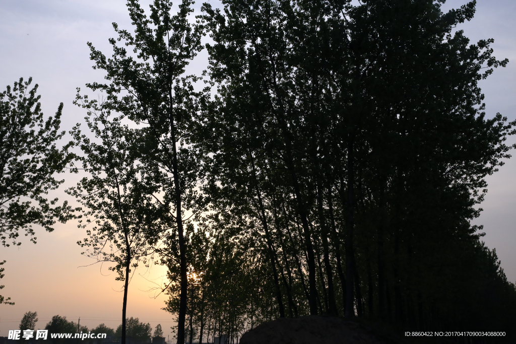 夕阳下的杨树林