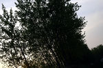 春天白杨树