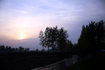 夕阳下的树林