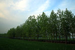 田头杨树