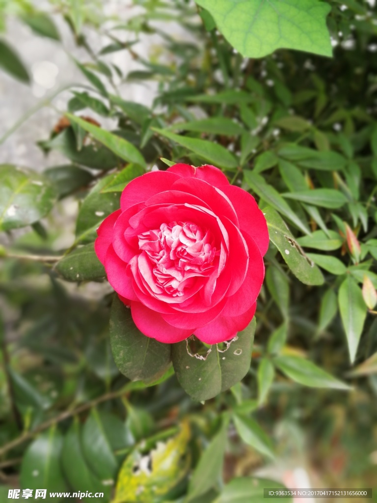 茶花