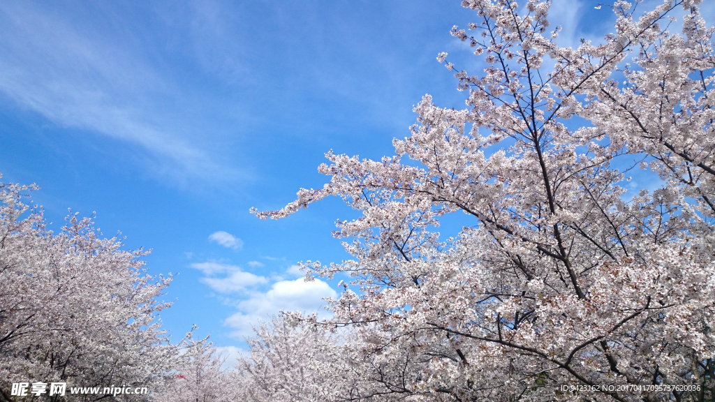 樱花