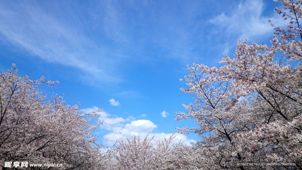 樱花