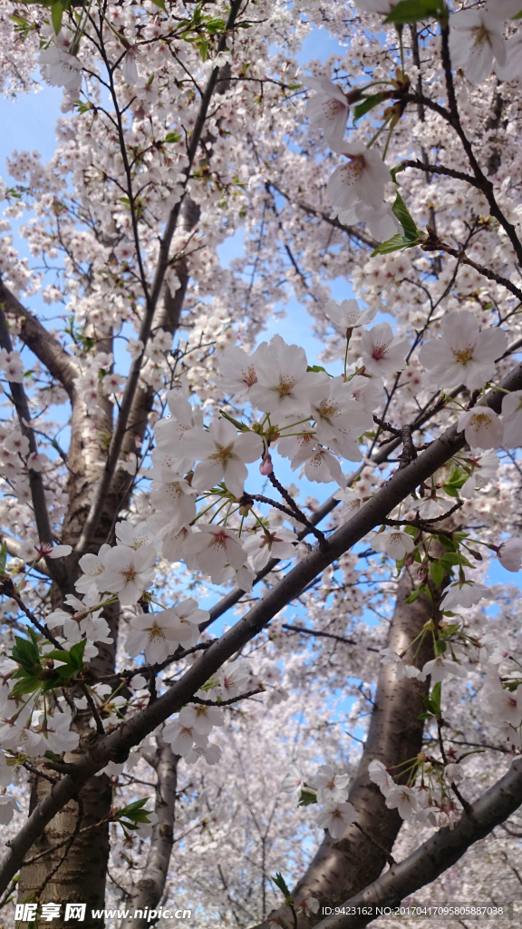 樱花