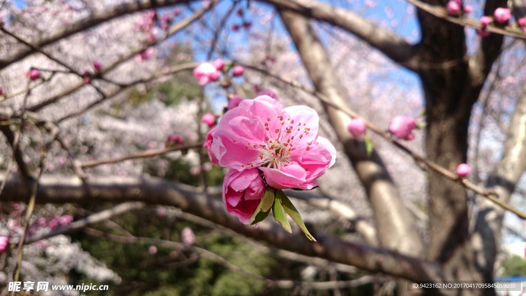 樱花