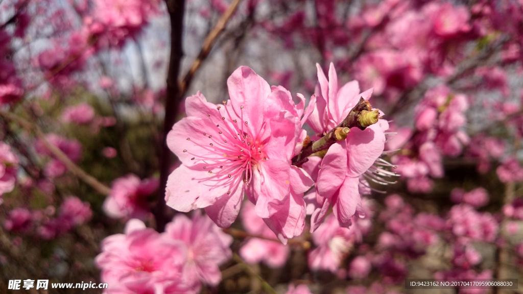 樱花