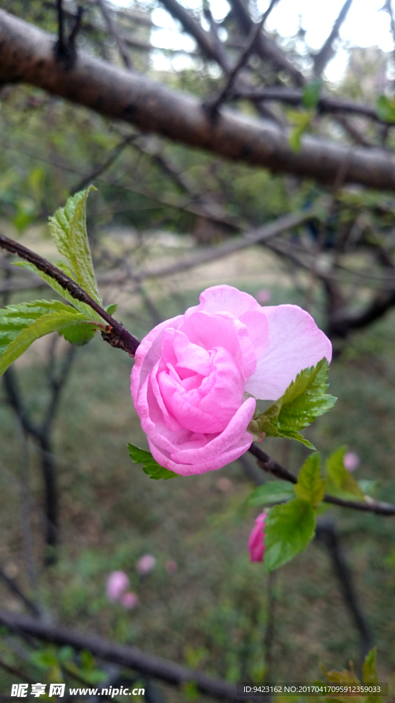 樱花