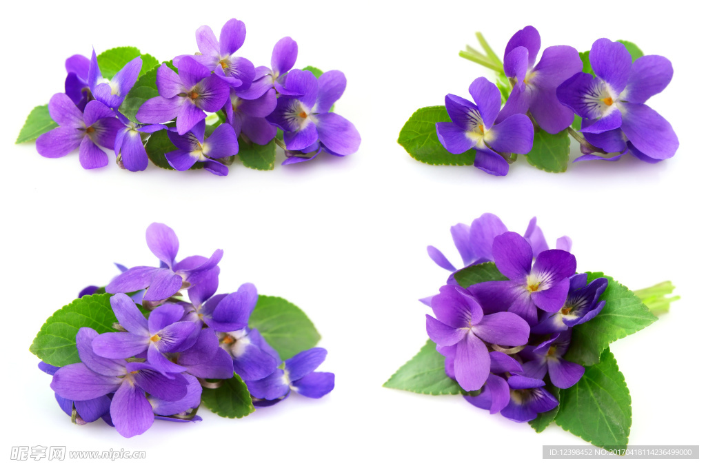 紫色鲜花