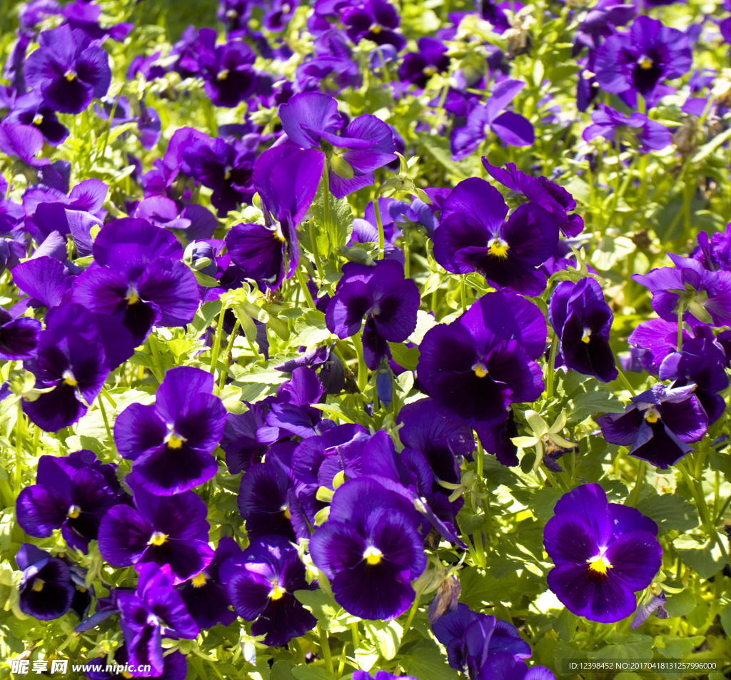 鲜花