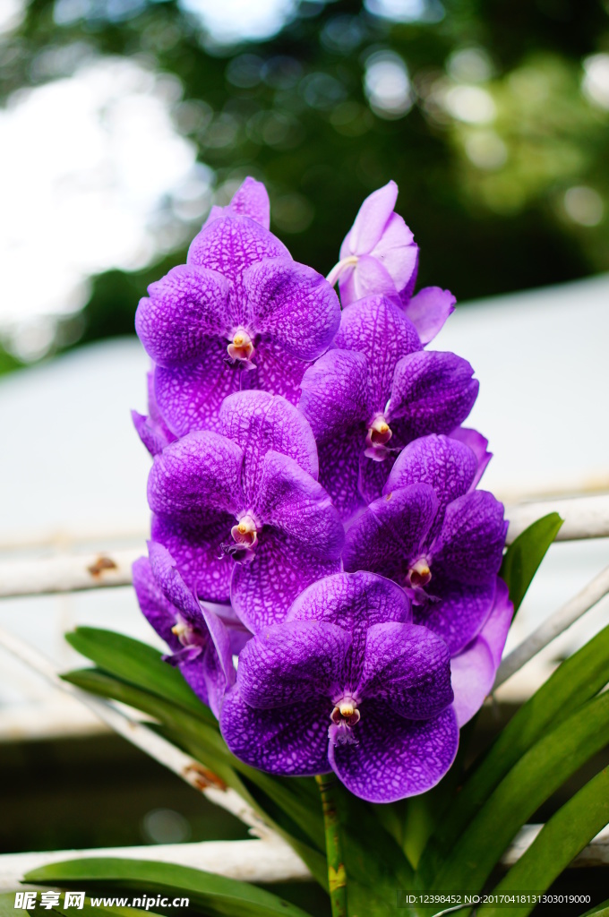 紫色鲜花