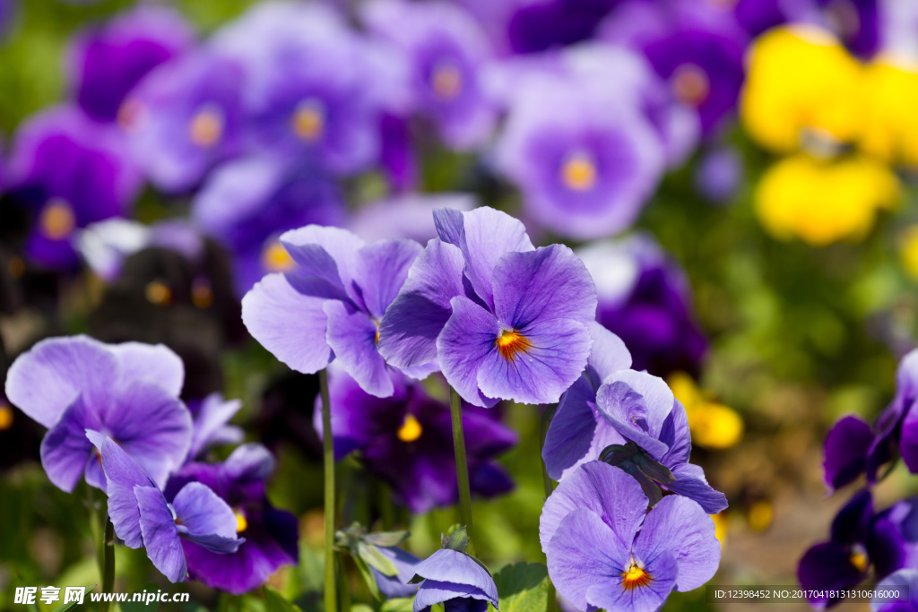 鲜花