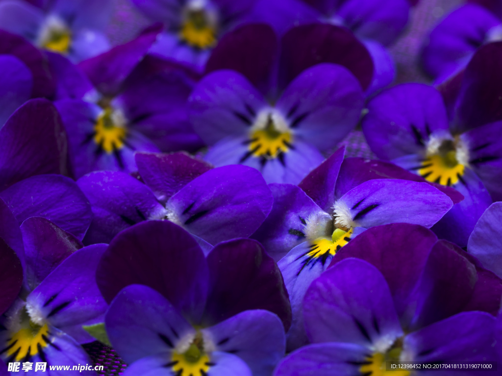 鲜花