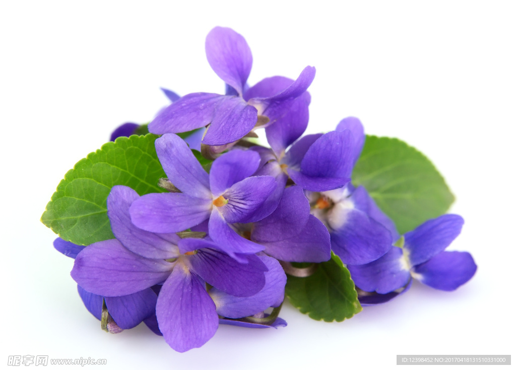 紫色的鲜花