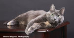 猫咪