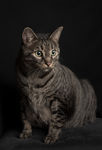 猫咪