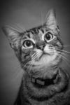 猫咪