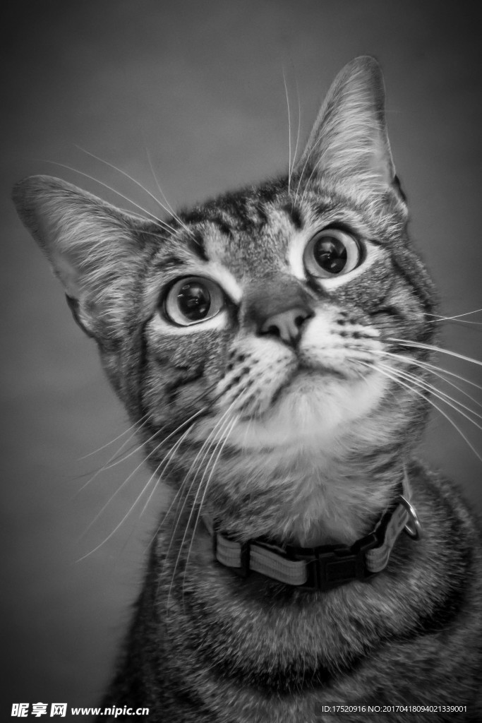 猫咪