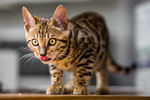 猫咪