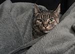 猫咪