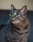 猫咪