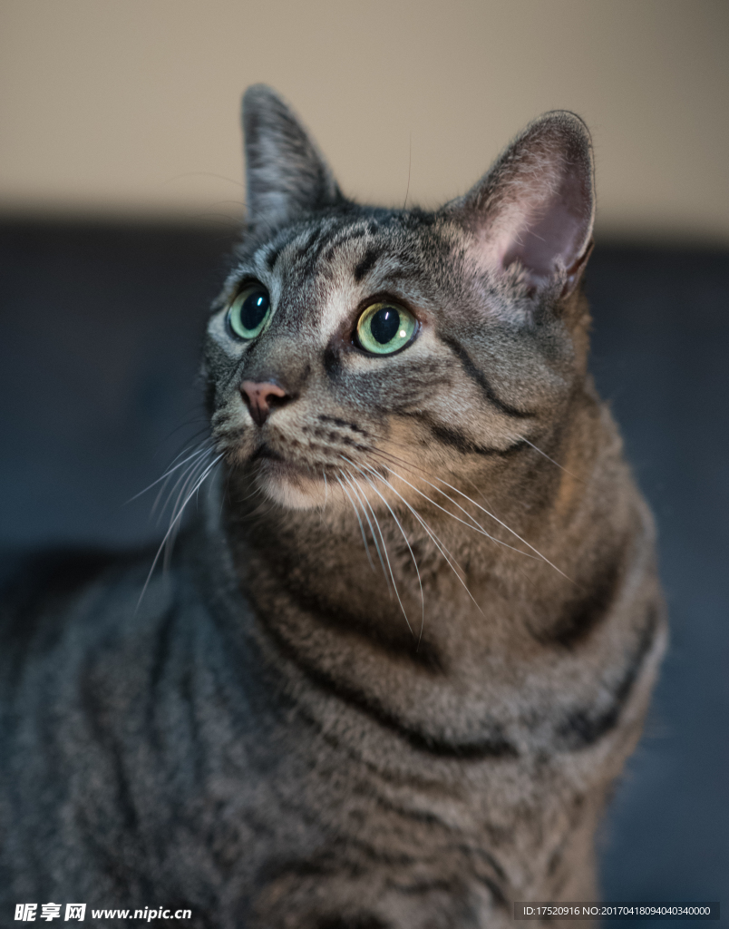 猫咪