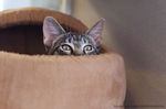 猫咪