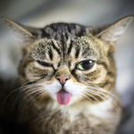 猫咪