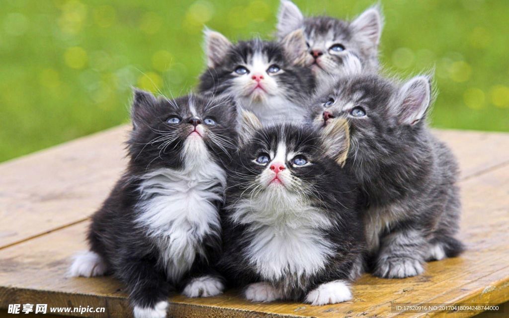 宠物猫