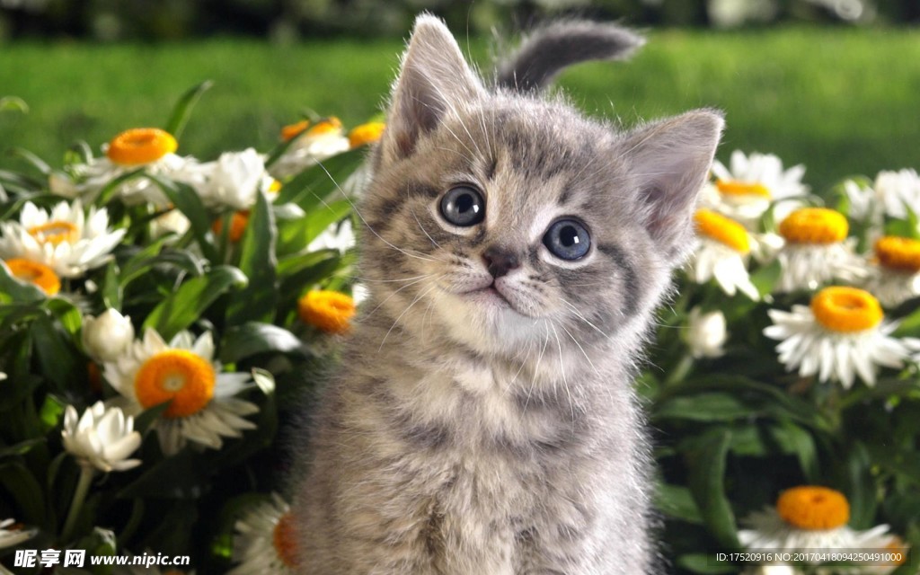 猫咪