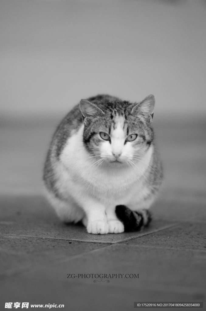 宠物猫