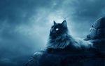 猫咪