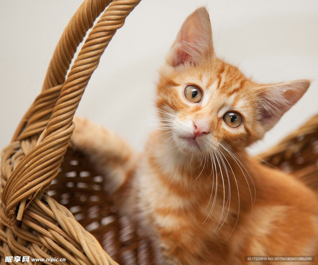 宠物猫