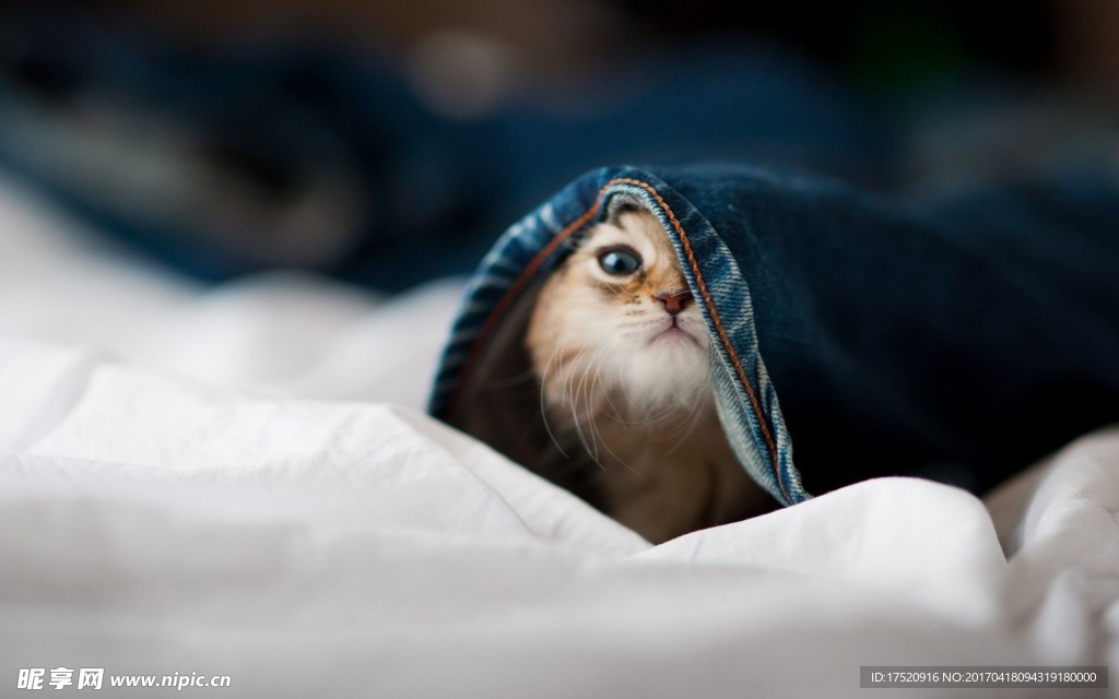 猫咪