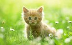 猫咪