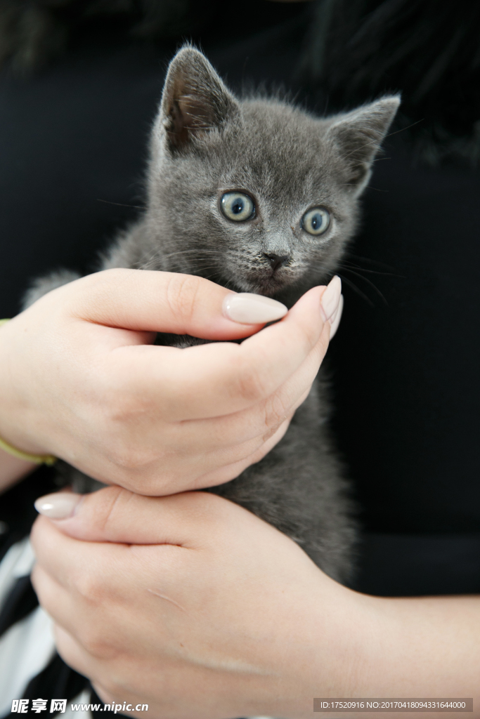 宠物猫