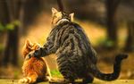 猫咪