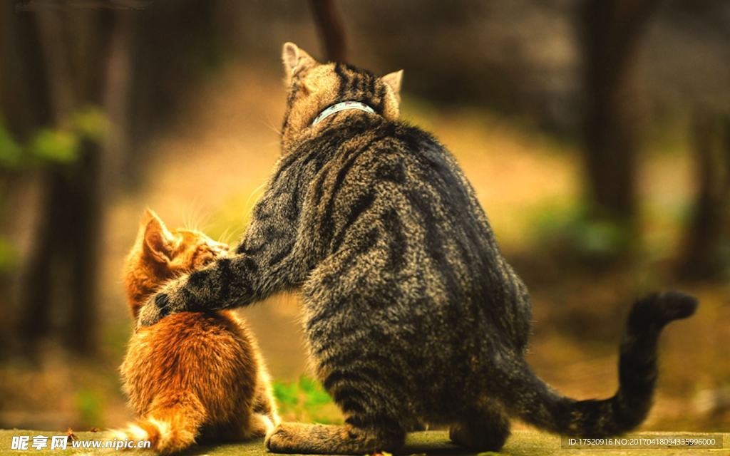 猫咪