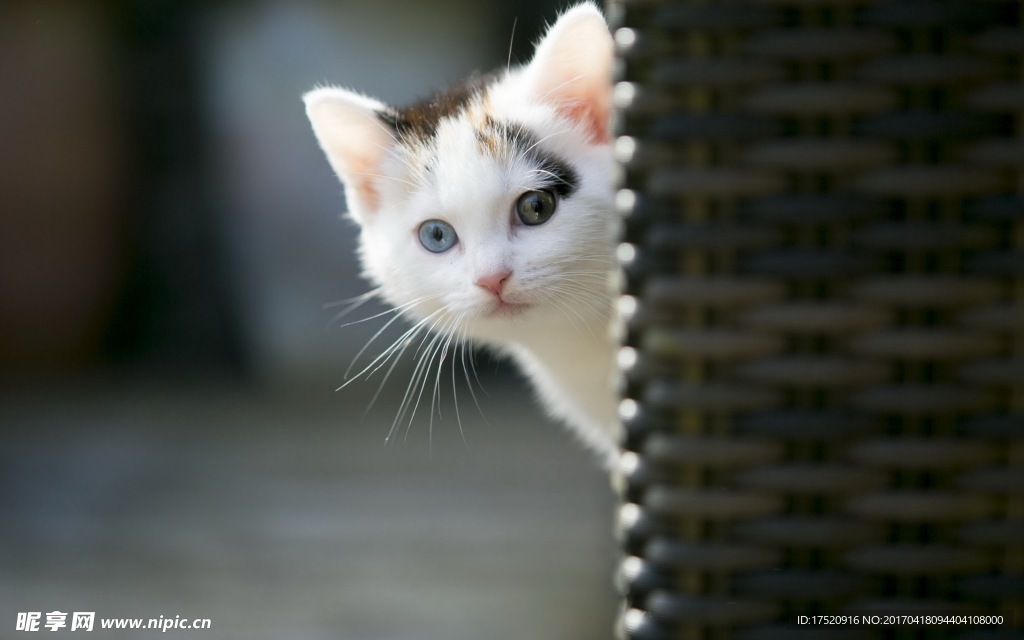猫咪