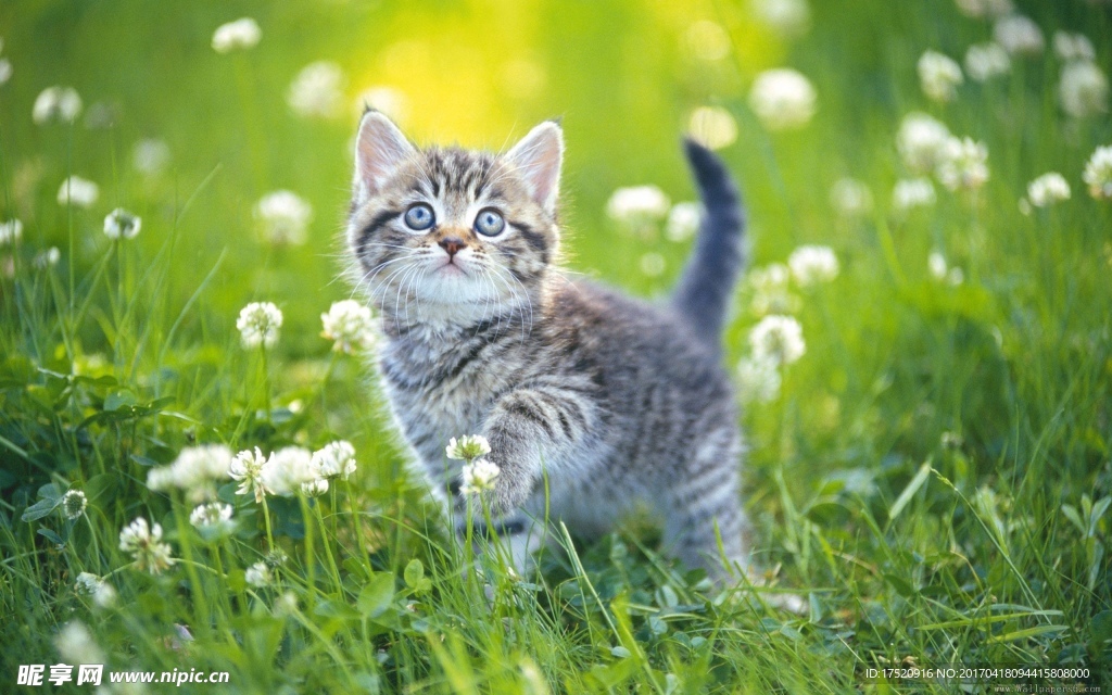 猫咪