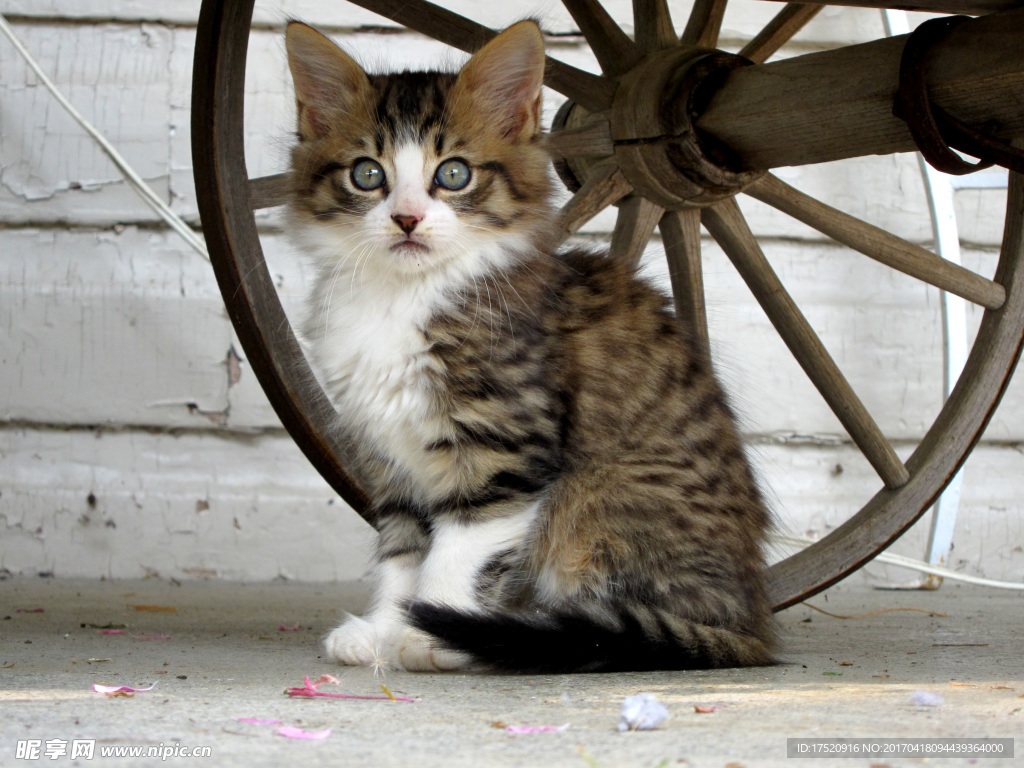 宠物猫
