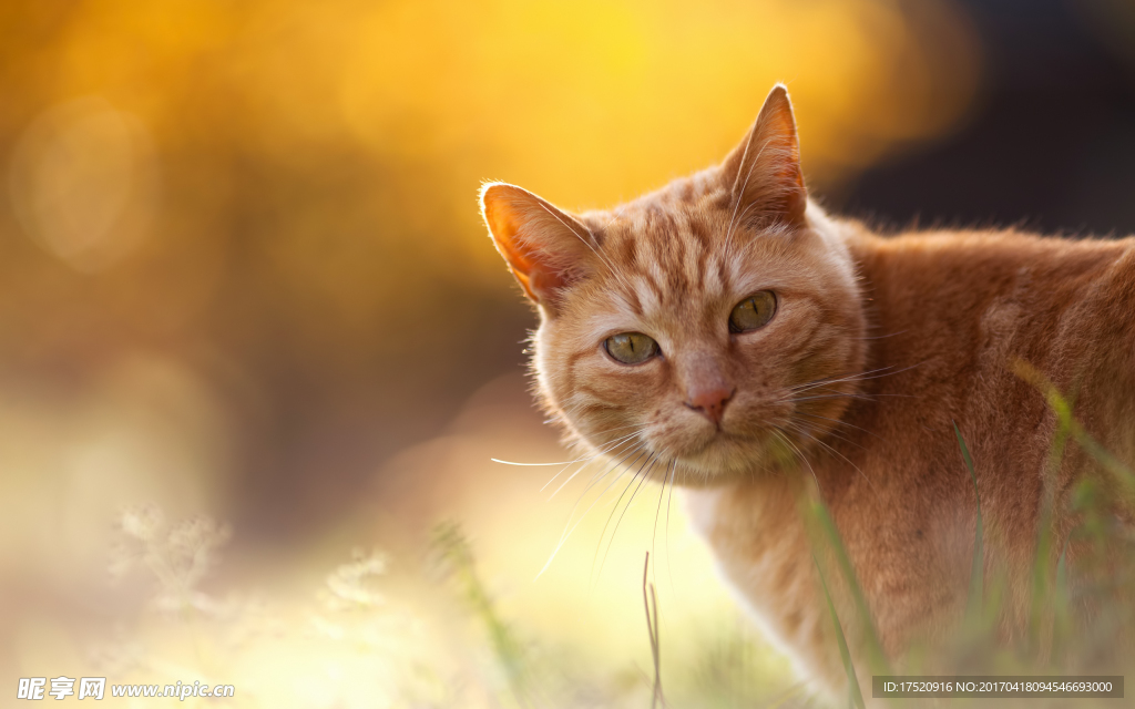 猫咪
