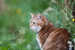 宠物猫