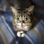 猫咪