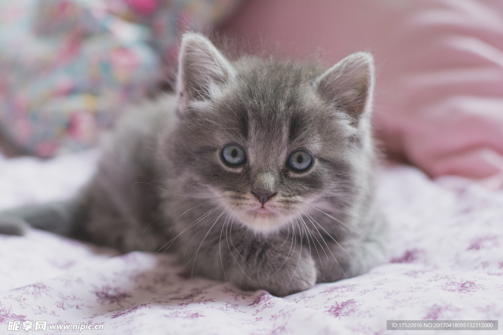 猫咪